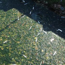 釣れすぎ注意報