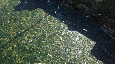 釣れすぎ注意報