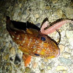 ロックフィッシュ