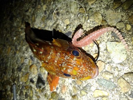 ロックフィッシュ