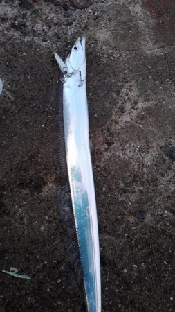 ぎりぎりハマチちゃん