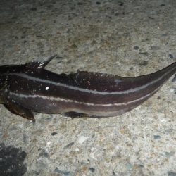 太刀F4でも長さはF2;;