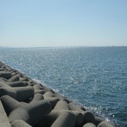 ハマチにとどかず