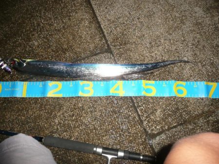 フォール中にサゴシ♪