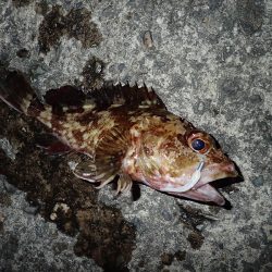 泉南でアジング楽しい♪