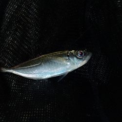 予報はずれて爆風でした・・・。