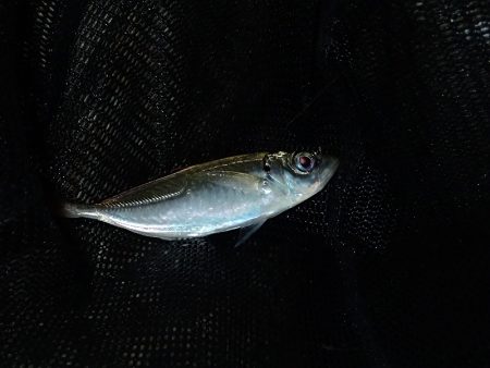 予報はずれて爆風でした・・・。