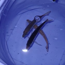 またまたアジング！　小アジが増えたかな？