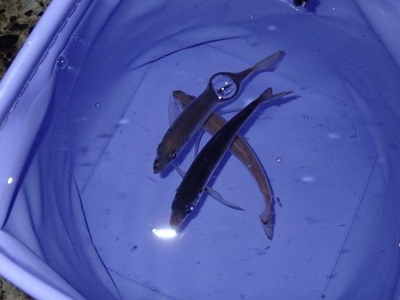 またまたアジング！　小アジが増えたかな？