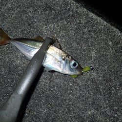 無風のち爆風のアジング