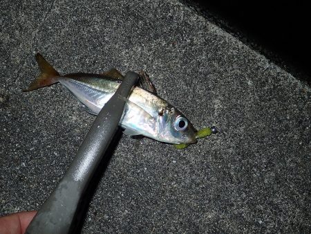 無風のち爆風のアジング