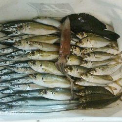 サヨリ入れ食い