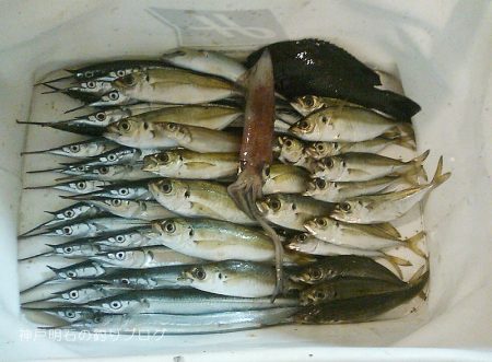 サヨリ入れ食い