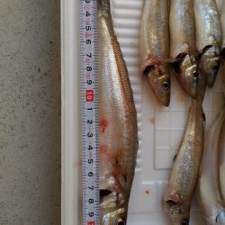 真昼間のキス釣り