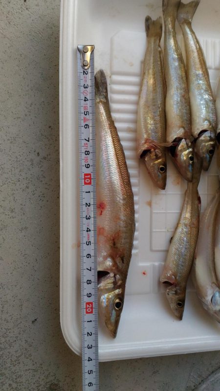 真昼間のキス釣り