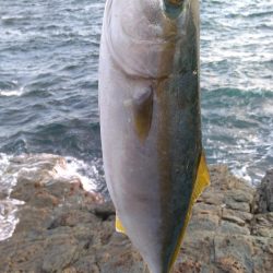 ヤズのちハマチ