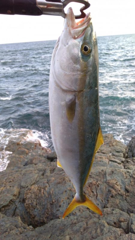 ヤズのちハマチ