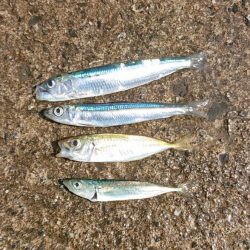 餌無しサビキで4魚種、ウルメイワシがたくさん！