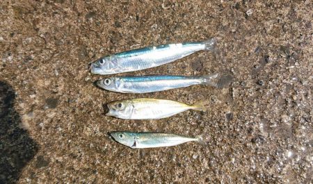 餌無しサビキで4魚種、ウルメイワシがたくさん！