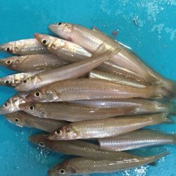 猛暑のキス釣り