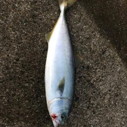 神戸空港でタチウオとツバス