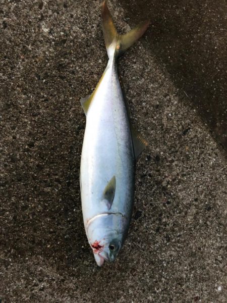 神戸空港でタチウオとツバス