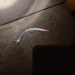 トゥーフィンガーは勿論リリース