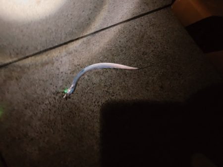 トゥーフィンガーは勿論リリース