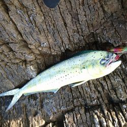 上向きになってきた。