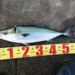 先輩が大物を！！