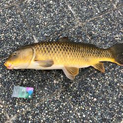 小学1年生８０ｃｍオーバーの真鯉をゲット