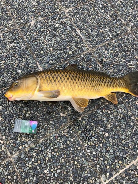 小学1年生８０ｃｍオーバーの真鯉をゲット