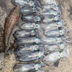 アオリイカ １９匹