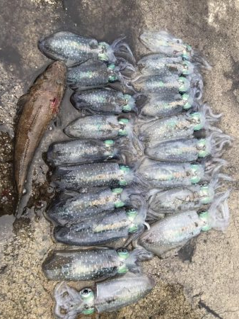 アオリイカ １９匹