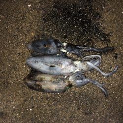 県南でエギング