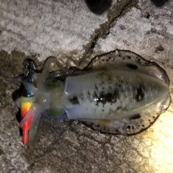 秋エギング釣行