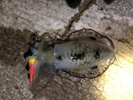 秋エギング釣行