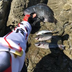 グレお刺身サイズ4枚♪でも太陽暑すぎ!(◎_◎;)