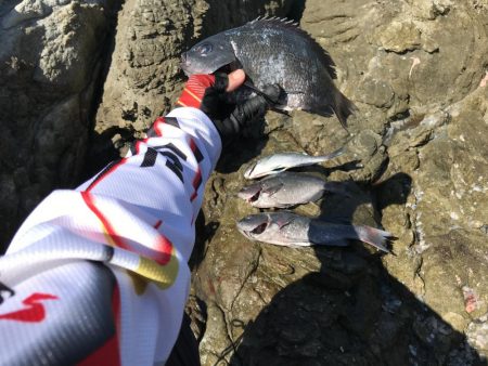 グレお刺身サイズ4枚♪でも太陽暑すぎ!(◎_◎;)