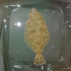 オオモンハタ カンパチ ヒラメ