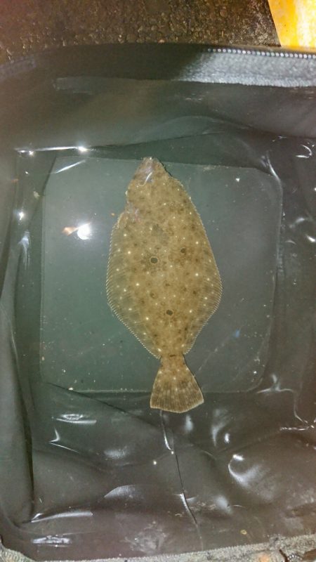 オオモンハタ カンパチ ヒラメ