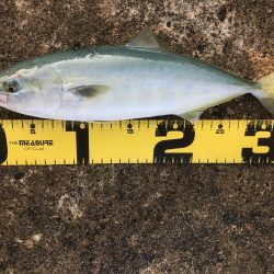 ライトショアジギング