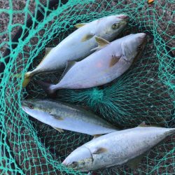 朝まずめボイル多数