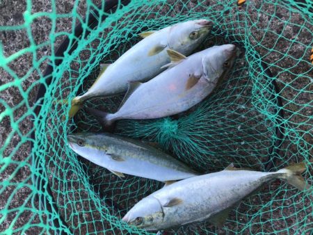 朝まずめボイル多数