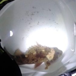 ブラクリ釣り（エギング）