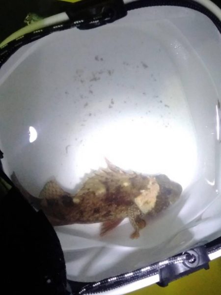 ブラクリ釣り（エギング）