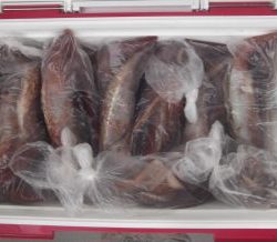 スルメイカ釣り