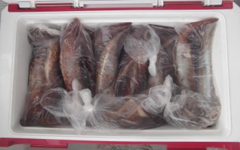 スルメイカ釣り