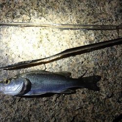 淀川でサヨリ釣り