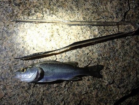 淀川でサヨリ釣り